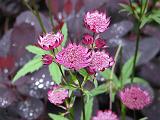 Astrantia Pink_1